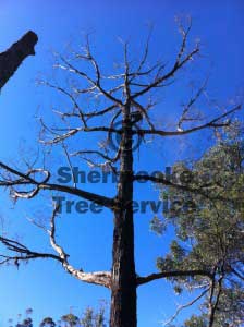 monbulk tree service