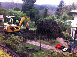 Tree Removal Belgrave