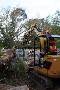 cleaning belgrave tree