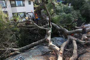 cutting teh tree from the roof