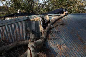 tree through the roof of the house