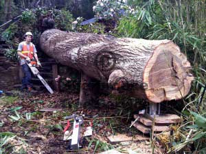 tree jack lifting the stump up