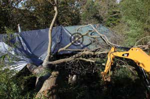tarp covering storm damage tree