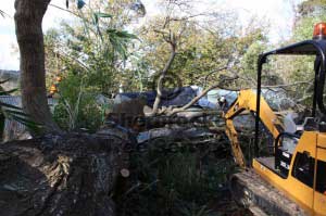 cardinia shire often gives us some tricky tree removals